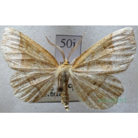 Cepphis advenaria (Hübner, 1790) male Cefis borówczak Czech50j